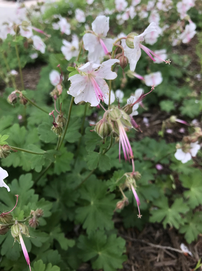 Perennial geraniums are one of the pollinator friendly plants that can be seen at the Loyalhanna Watershed Association in Ligonier during the Pollinator Palooza Garden Rally.