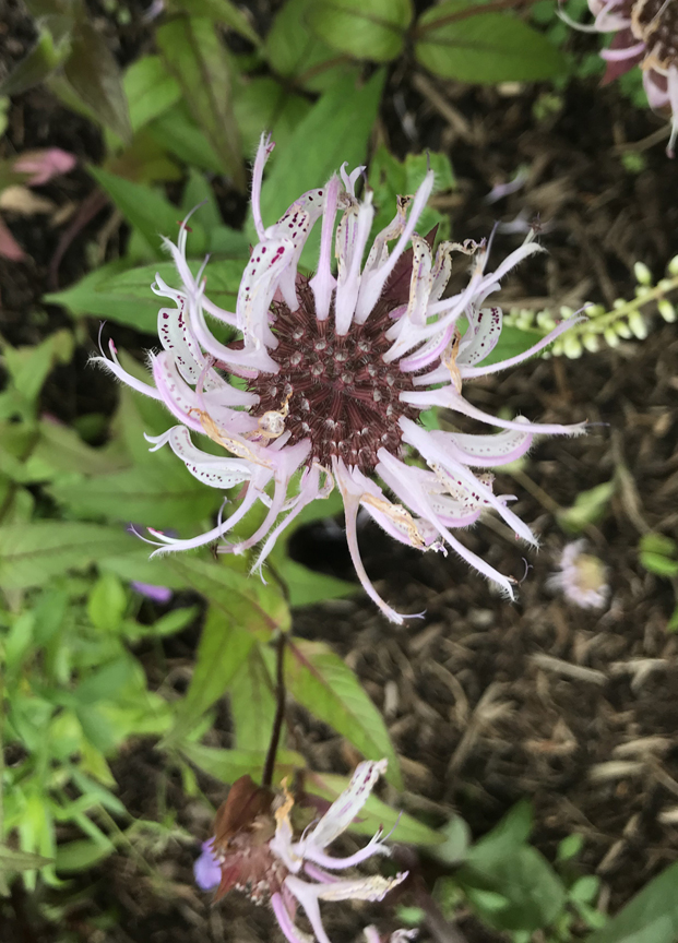 Monarda or bee balm is one of the pollinator friendly plants that can be seen at the Loyalhanna Watershed Association in Ligonier during the Pollinator Palooza Garden Rally.