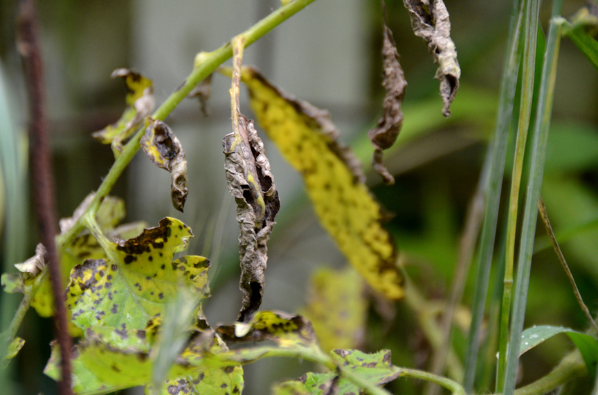 Septoria leaf spot is a common tomato problem. With a wet spring, tomatoes are showing signs of the diesease. By planting some varieties later, these early fungal issues can be avoided