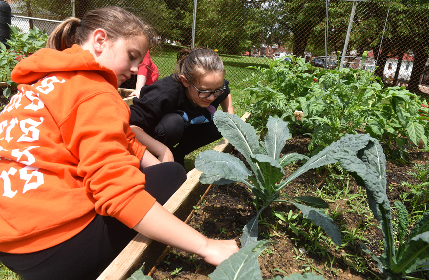 Addison Uskuraitis, 11 and Ella Adams, 10, weed around dinosaur kale in the children's garden located in Vandergrift's Franklin Park. It's a project of the Vandergrift Parent Project.