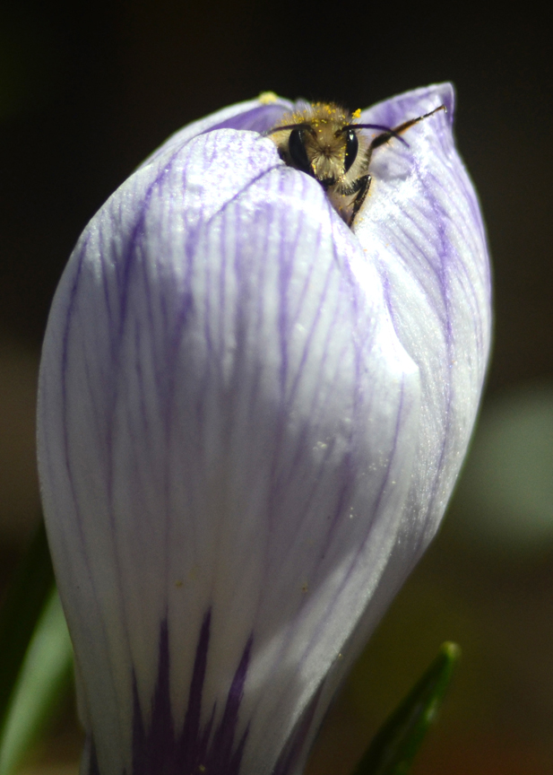 Early flowering plants like a crocus provide a source of food for honeybees. The Best Bees Company is another business trying to help pollinators.