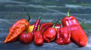 These hot peppers include some of the hottest in the world. To enjoy the wonderful flavor, you have to take the heat.