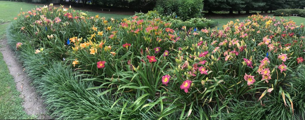 Sarah and Steve Zolock have introduced over 165 named varieties of daylily and more than 50 new hostas. The couple has gardened at their Rostraver home for decades but are getting ready to sell and downsize. This is just one of the wonderful beds filled with daylilies at their home.