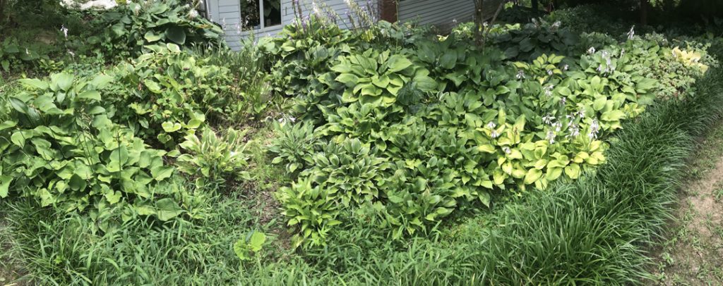 Sarah and Steve Zolock have introduced over 165 named varieties of daylily and more than 50 new hostas. The couple has gardened at their Rostraver home for decades but are getting ready to sell and downsize. This is an amazing bed of their hostas growing along side the house.