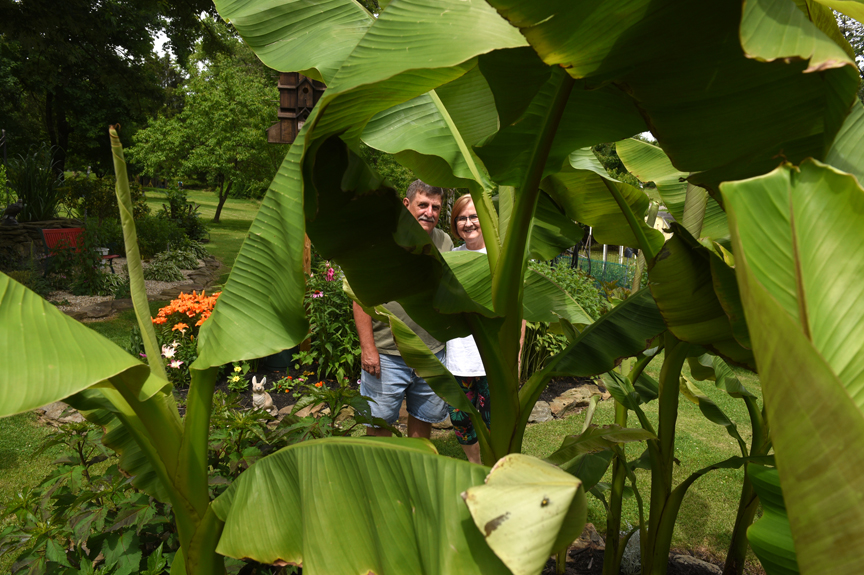 Damian and Gloria Ondo of Monroeville grow hardy bananas in their garden, seen here through the huge leaves of the plants.