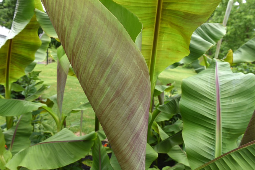 Damian and Gloria Ondo of Monroeville grow hardy bananas in their garden. The plants have large leaves with wonderful texture.