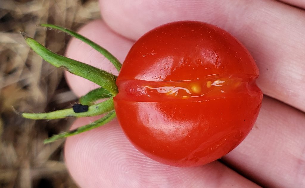 Cherry tomatoes often split when there's a hard rain.
