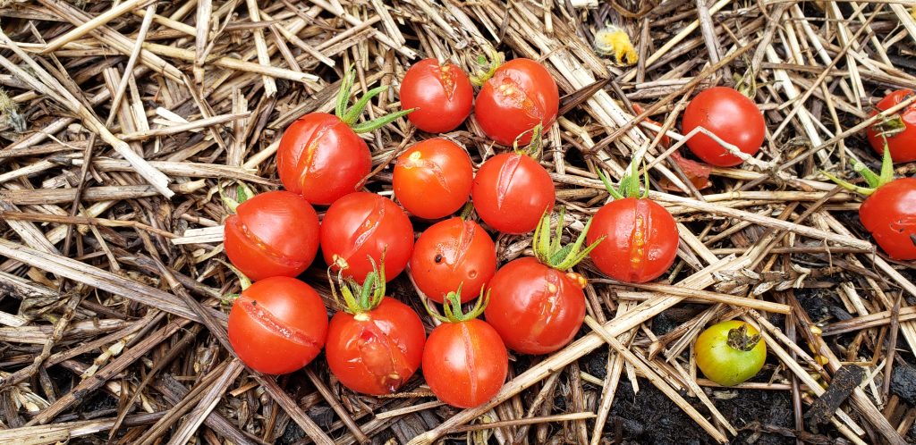 Cherry tomatoes often split when there's a hard rain.