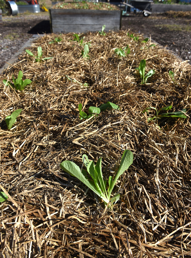 Lettuce grows in a raised bed mulched with straw. The leafy green loves cool weather and can be picked into winter.