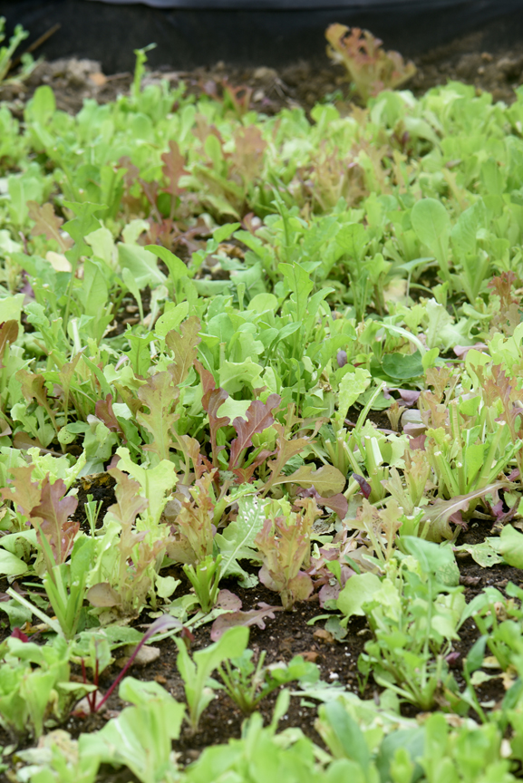 Plants like this lettuce can be grown close together to save space and will persist in cool weather.