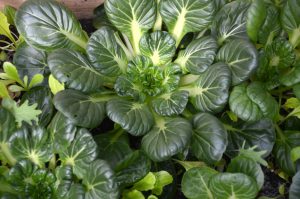 Tatsoi is a great unusual fall and winter crop that can be started from seed now.