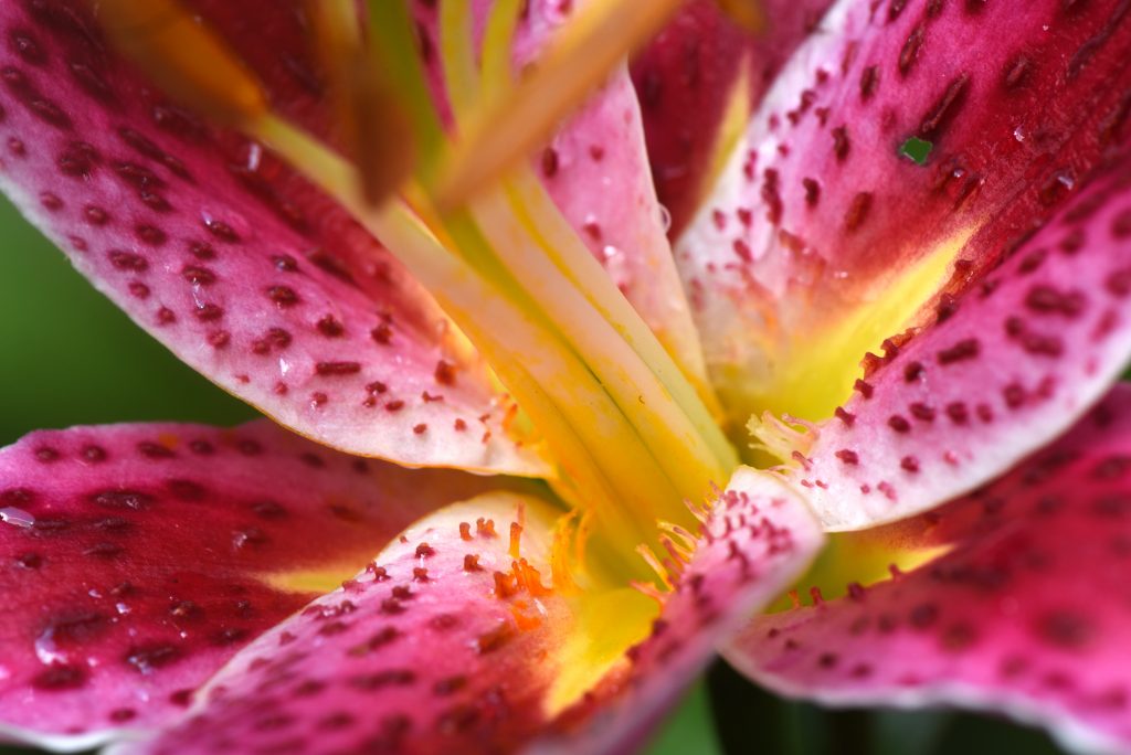 'Stargazer' lilies are a star of the summer garden. They are one of the great perennials that can be planted now. Photos by Doug Oster