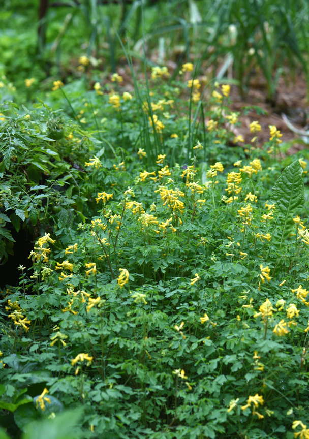 Corydalis lutea is one of those plants I have to write about a couple of times a year. This long blooming perennial is a favorite and it's deer resistant too.