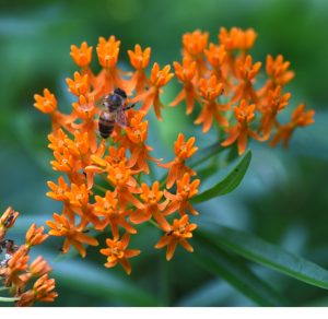 Butterfly weed is a type of milkweed that's easy to grow and good for pollinators.