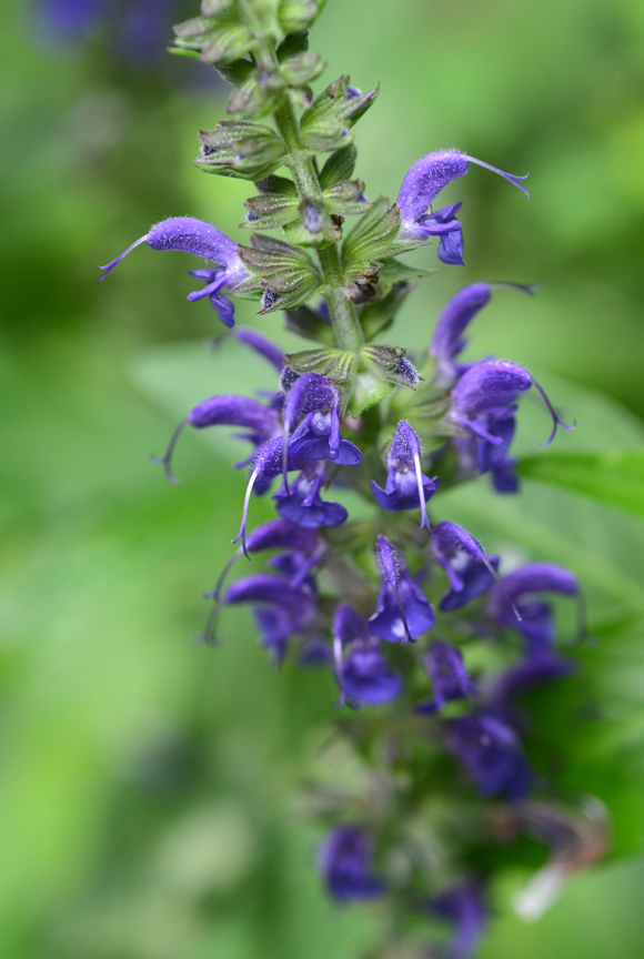 Salvia 'May Night' is a long blooming perennial. After it slows after the first blooms, cut it back for another flush of flowers.