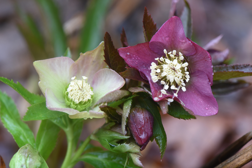 Heleborus orientalis or Lenten Rose blooms early in the spring with the crocus flowers.