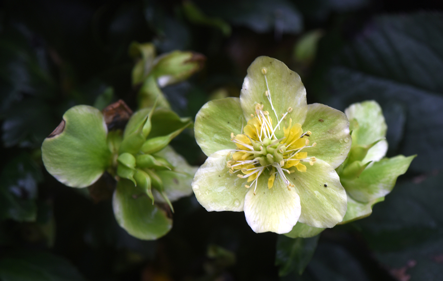 Helleborus niger blooms or Christmas Rose are one of the joys of the winter garden.