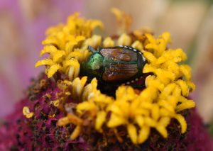 Japanese beetles can be controlled with a variety of organic products.