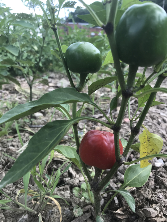 he United Somali Bantu of Greater Pittsburgh has transformed a three quarter acre area that was formally vacant city lots into a garden farm located in Pittsburgh's Perry Hilltop neighborhood. Peppers are just one of the many crops grown in the garden.