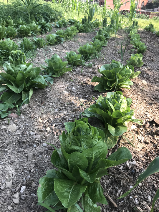 The United Somali Bantu of Greater Pittsburgh has transformed a three quarter acre area that was formally vacant city lots into a garden farm located in Pittsburgh's Perry Hilltop neighborhood. Lettuce plants are grown in long rows at the farm.