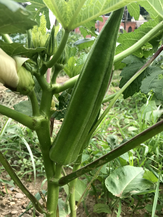 The United Somali Bantu of Greater Pittsburgh has transformed a three quarter acre area that was formally vacant city lots into a garden farm located in Pittsburgh's Perry Hilltop neighborhood. Okra is just one of the many crops grown in the garden.
