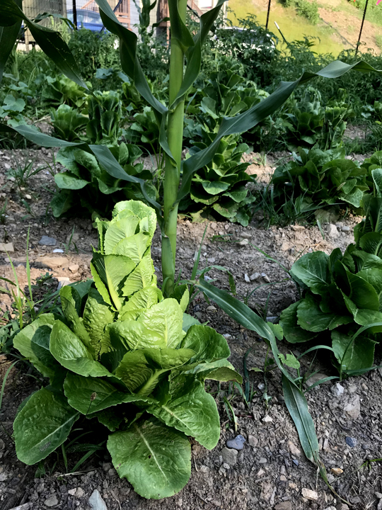 The United Somali Bantu of Greater Pittsburgh has transformed a three quarter acre area that was formally vacant city lots into a garden farm located in Pittsburgh's Perry Hilltop neighborhood. This lettuce has been allowed to go to seed. It will be saved and planted next year.