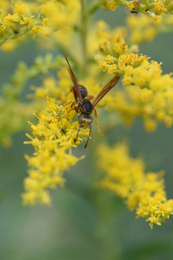 Heather Holm is an author and pollinator educator who will be spending two days at the Pittsburgh Botanic Garden teaching homeowners about the benefits of pollinators. She says goldenrod is one of the best plants at the end of the season for the insects.