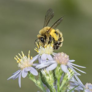 Heather Holm is an author and pollinator educator who will be spending two days at the Pittsburgh Botanic Garden teaching homeowners about the benefits of pollinators. This is a photo she took of a mining bee. Photo by Heather Holm