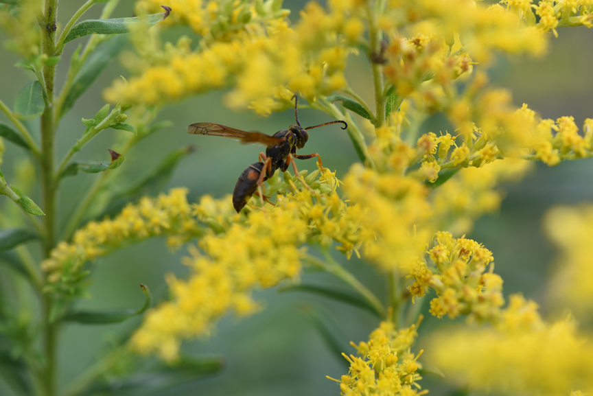 Heather Holm is an author and pollinator educator who will be spending two days at the Pittsburgh Botanic Garden teaching homeowners about the benefits of pollinators. She says goldenrod is one of the best plants at the end of the season for the insects.