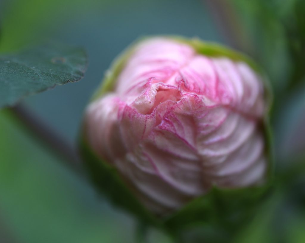 The tight buds of perennial hibiscus open quickly to reveal the flower inside.