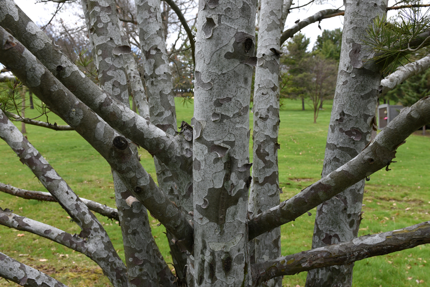 Trees can be grown for many reasons. This lacebark pine at Jefferson Memorial Park Cemetery in Pleasant Hills is treasured for its exfoliating bark.