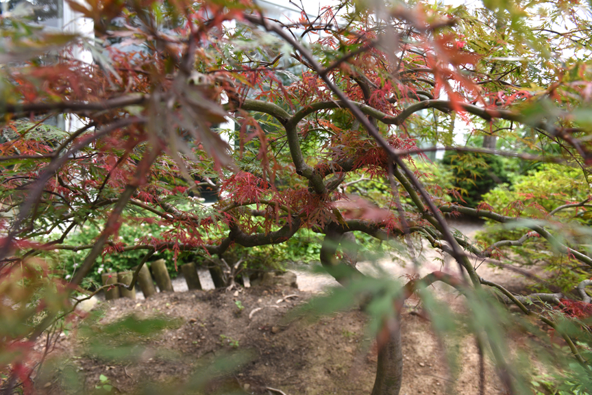 Japanese maples are best grown as understory trees. This one is in the Japanese Courtyard Garden at Phipps Conservatory and Botanical Gardens.
