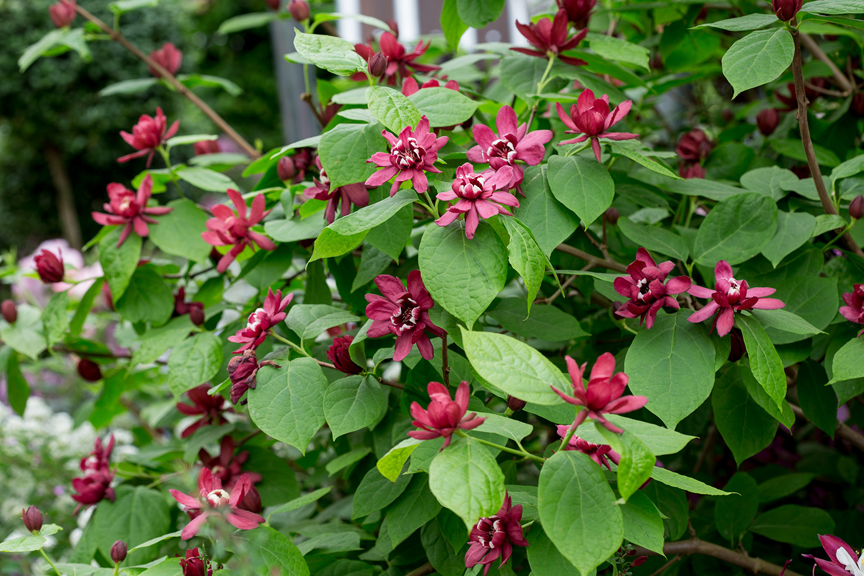 Carolina sweetshrub 'Hartlage Wine' has big glossy leaves and large flowers.