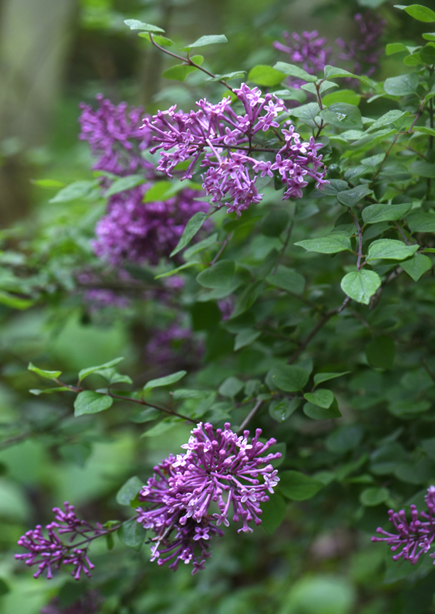 'Bloomarang' is a lilac that can bloom three times in one season.