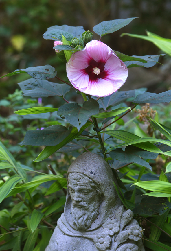 Perennial hibiscus have large blooms at the end of the season.