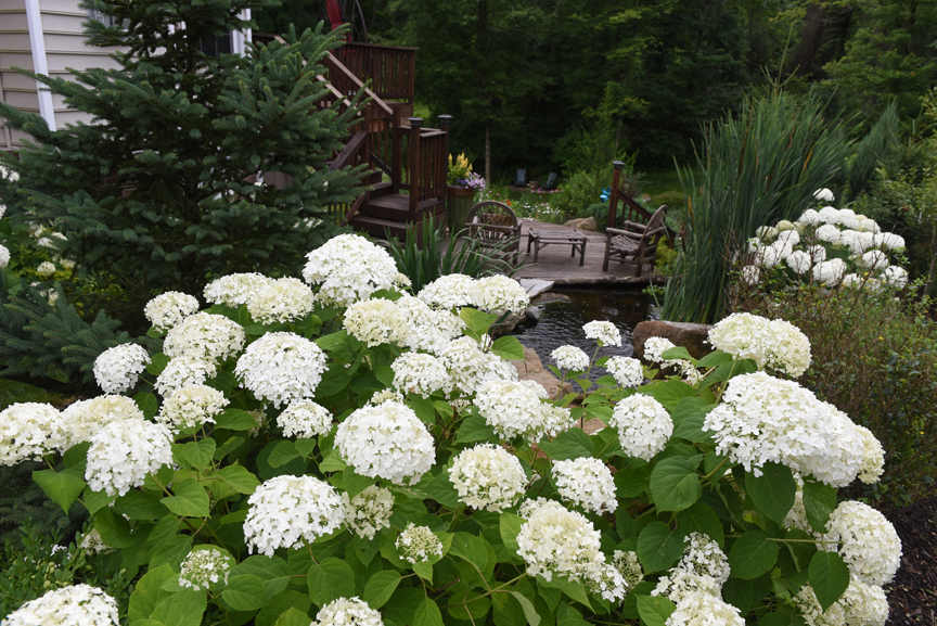 These 'Annabelle' hydrangeas are reliable bloomers that put on a show in the summer.