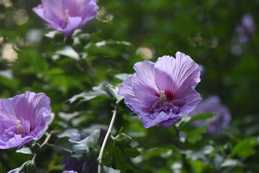 You either love or hate rose of Sharon.