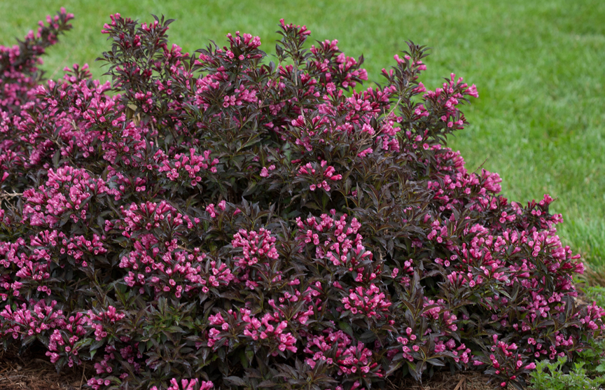 'Spilled Wine' weigela is from Proven Winners ColorChoice Shrubs.