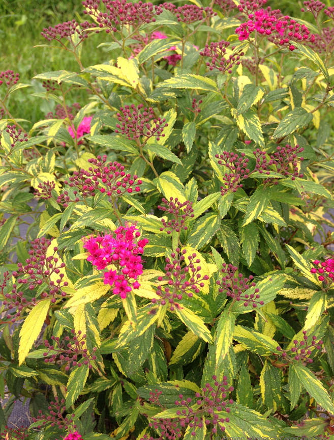 Spirea 'Double Play Painted Lady' is a reblooming spirea from Proven Winners ColorChoice Shrubs.