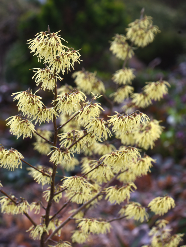 Witch hazel is an early bloomer and deserves a place in every garden.