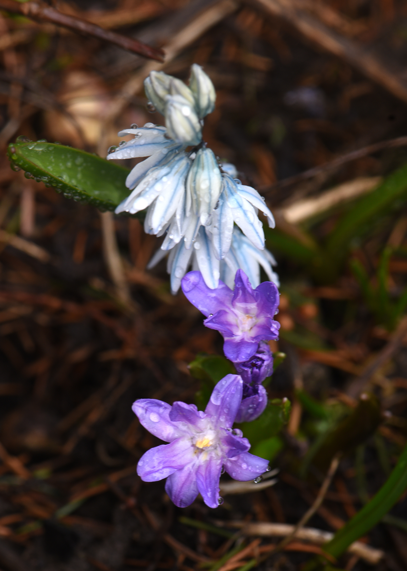 The blue flowers are puschkenia and the purple are 'Violet Beauty' glory of snow. These are some of the spring blooming bulbs that can be ordered right now. They make a great combination and are deer resistant.