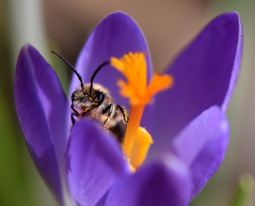 Early flowering spring bulbs like crocus will help pollinators. The bulbs are planted now and will flower in the spring.