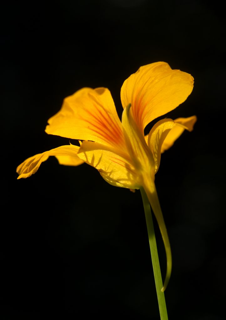 A 'Tall Trailing' nasturtium is backlit by the early morning sun. This is one of the varieties sent out for Doug's Seed of the Month Club. Photos by Doug Oster