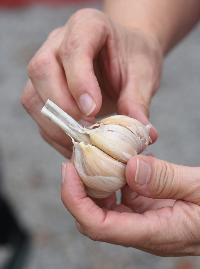 Garlic heads are split up into cloves and then planted. It's important to start with the right type.