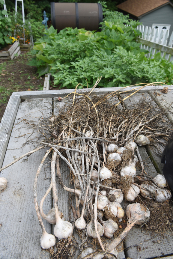 The garlic harvest happens in July, but the bulbs are planted now.