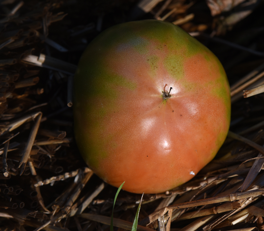 This tomato is just about ready to eat.