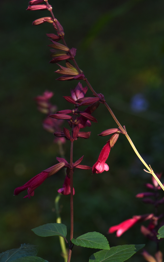 Salvia Wendy's wish is lit by the morning sun.