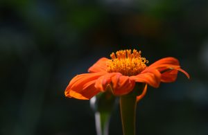 Tithonia or Mexican sunflower is lit by the morning light.