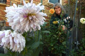 Amy Krut has created a memorial dahlia garden at her Ross Township home in memory of two friends and her father. She shows how saving dahlias for the winter is done.