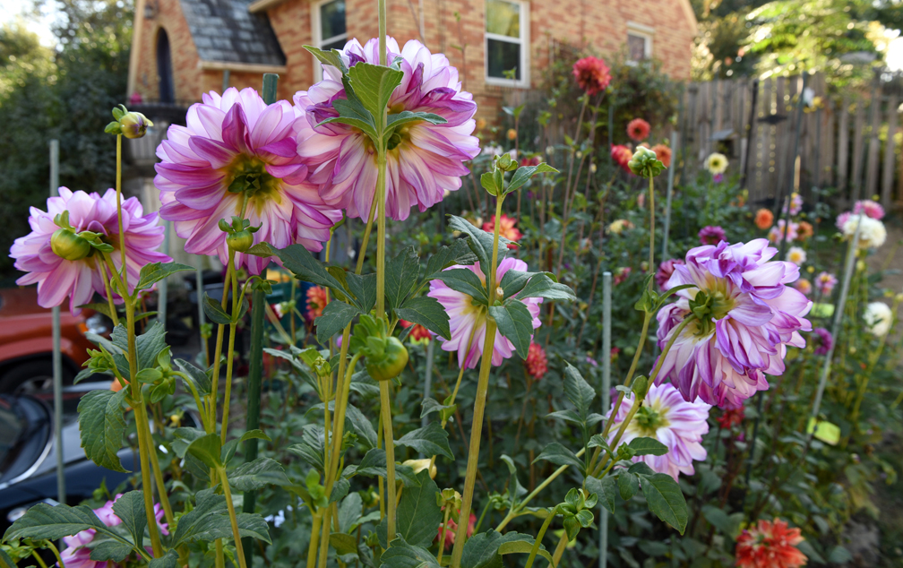Amy Krut has created a memorial dahlia garden at her Ross Township home in memory of two friends and her father. These are 'Who Done It.' She shows how saving dahlias for the winter is done.